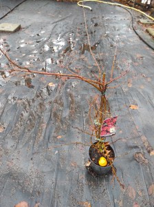 Pigwowiec Chaenomeles Crimson and Gold c2 zdjęcie sadzonki