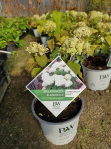 Hortensja drzewiasta (Hydrangea arborescens) Bellaragazza Blanchetta c3 zdjęcie 3