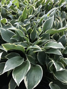 Funkia (Hosta) Chantilly Lace zdjęcie 2