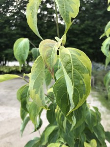 Dereń (Cornus x rutgersensis) Celestial Shadow c7,5 zdjęcie 2