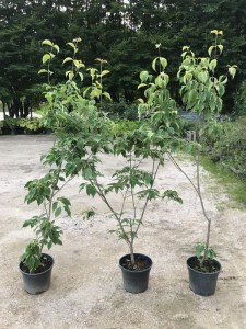 Dereń (Cornus x rutgersensis) Celestial Shadow c7,5 zdjęcie sadzonki