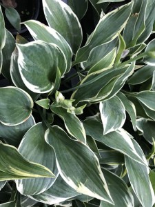 Funkia (Hosta) Chantilly Lace zdjęcie 3