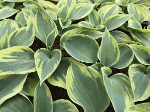Funkia (Hosta) Tootie Mae zdjęcie 2
