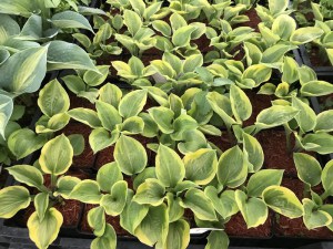 Funkia (Hosta) Ice Cream zdjęcie 3