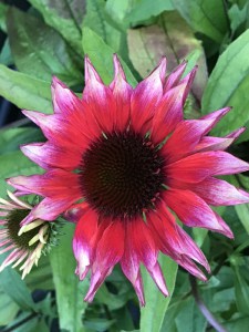 Jeżówka purpurowa (Echinacea) Flamingo zdjęcie 3