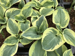 Funkia (Hosta) Snow Cap zdjęcie 2