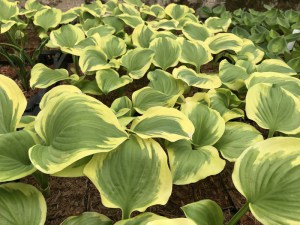 Funkia (Hosta) Sweet Innocence zdjęcie 2
