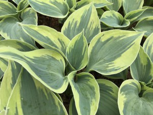 Funkia (Hosta) Tootie Mae zdjęcie 3