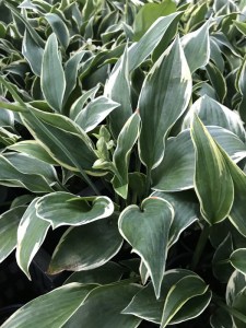 Funkia (Hosta) Chantilly Lace zdjęcie 4