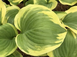 Funkia (Hosta) Sweet Innocence zdjęcie 3