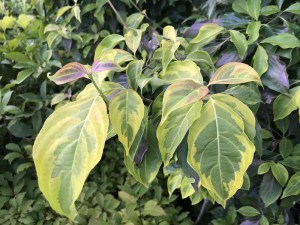 Dereń (Cornus x rutgersensis) Celestial Shadow c7,5 zdjęcie 3