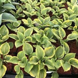 Funkia (Hosta) Ice Cream zdjęcie 1
