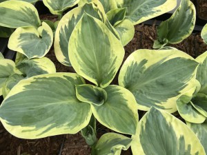 Funkia (Hosta) Snow Cap zdjęcie 3