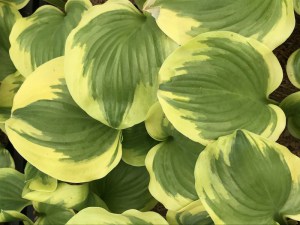 Funkia (Hosta) Sweet Innocence zdjęcie 4