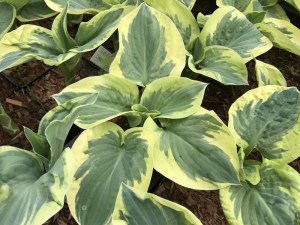 Funkia (Hosta) Snow Cap zdjęcie 4