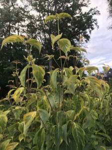 Dereń (Cornus x rutgersensis) Celestial Shadow c7,5 zdjęcie 4