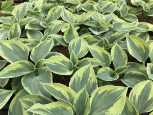 Funkia (Hosta) Tootie Mae zdjęcie 4