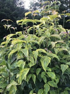Dereń (Cornus x rutgersensis) Celestial Shadow c7,5 zdjęcie 5