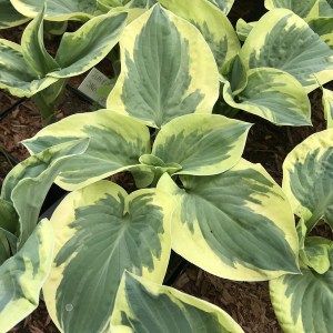 Funkia (Hosta) Snow Cap zdjęcie 1