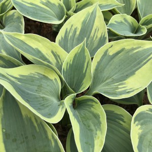 Funkia (Hosta) Tootie Mae zdjęcie 1