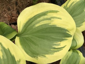 Funkia (Hosta) Sweet Innocence zdjęcie 5