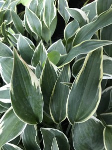 Funkia (Hosta) Chantilly Lace zdjęcie 6
