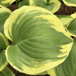 Funkia (Hosta) Sweet Innocence zdjęcie 1