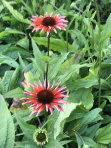 Jeżówka purpurowa (Echinacea) Flamingo zdjęcie 2