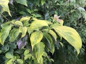 Dereń (Cornus x rutgersensis) Celestial Shadow c7,5 zdjęcie 6