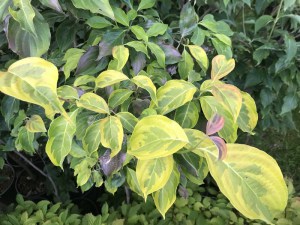 Dereń (Cornus x rutgersensis) Celestial Shadow c7,5 zdjęcie 7