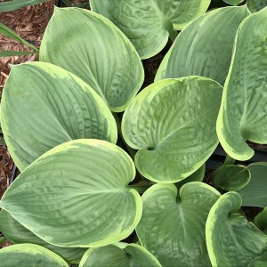 Funkia (Hosta) His Honor zdjęcie 1