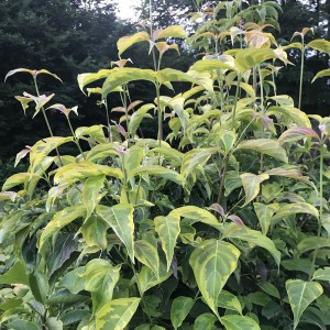 Dereń (Cornus x rutgersensis) Celestial Shadow c7,5 zdjęcie 8