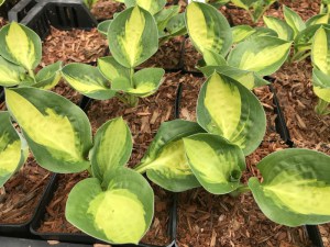 Funkia (Hosta) Warwick Comet zdjęcie 2