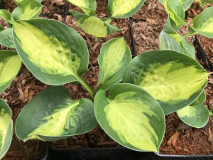 Funkia (Hosta) Warwick Comet zdjęcie 3