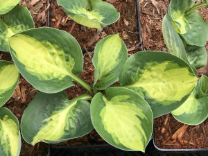 Funkia (Hosta) Warwick Comet zdjęcie 4