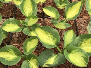 Funkia (Hosta) Warwick Comet zdjęcie 5