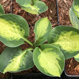 Funkia (Hosta) Warwick Comet zdjęcie 1